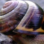 Snail_Blubber