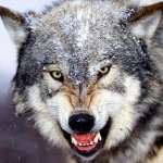 Rwolf