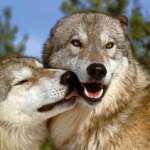 save_the_wolves
