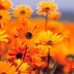 sunnflowergardens