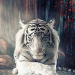 tiger_universe117